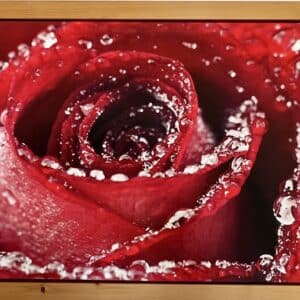 Wandbild mit Rosen und Wassertropfen incl. Rahmen in Zirbenholz 124 x 64