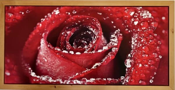 Wandbild mit Rosen und Wassertropfen incl. Rahmen in Zirbenholz 124 x 64